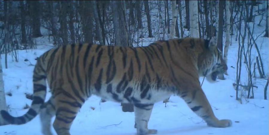 População global de tigres selvagens registra aumento notável, diz WWF