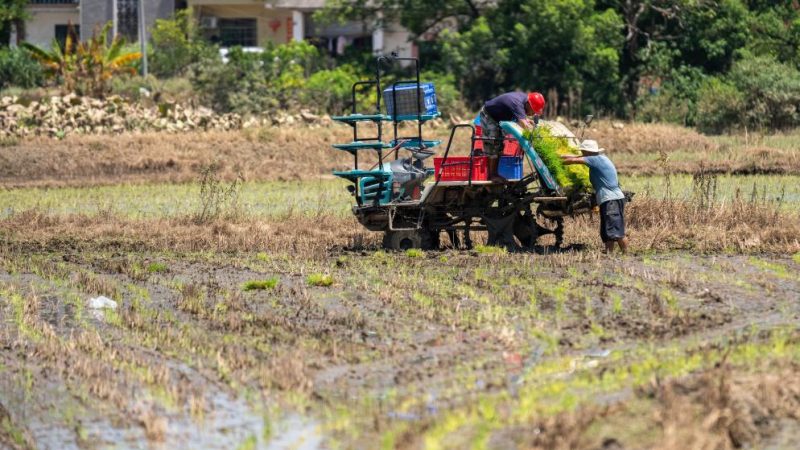 Agricultores iniciam transplante de arroz após obras de reparo dos diques na China Central