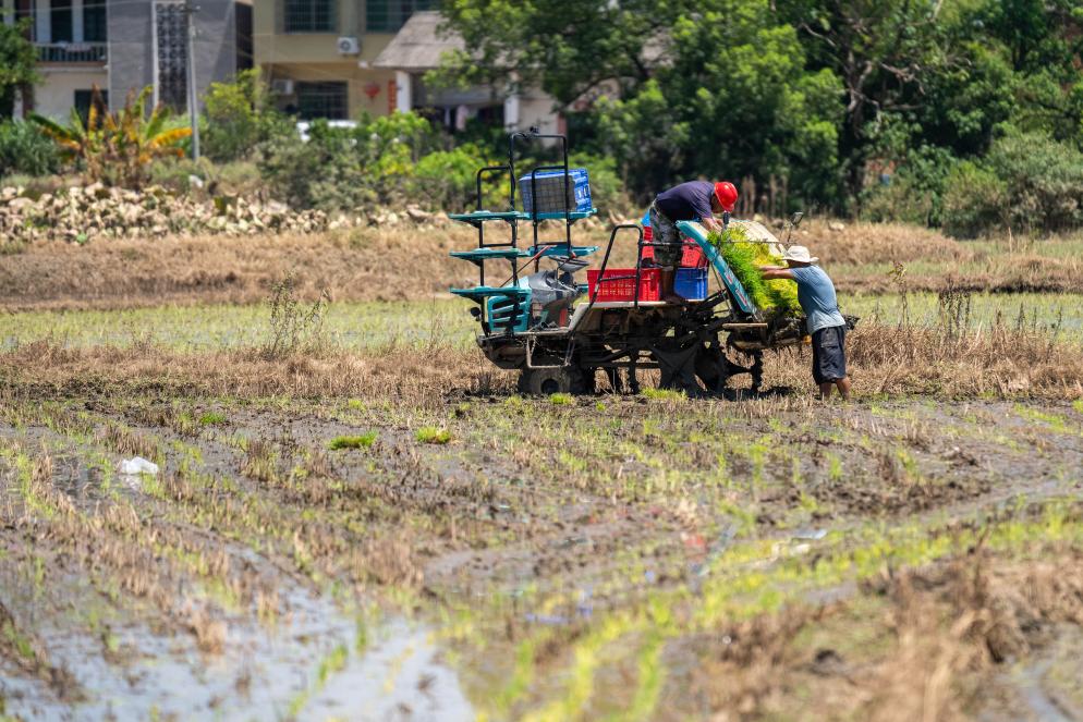 Agricultores iniciam transplante de arroz após obras de reparo dos diques na China Central