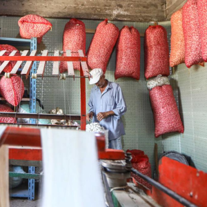 Criação de bichos-da-seda transforma vidas em vila rural no norte do Egito