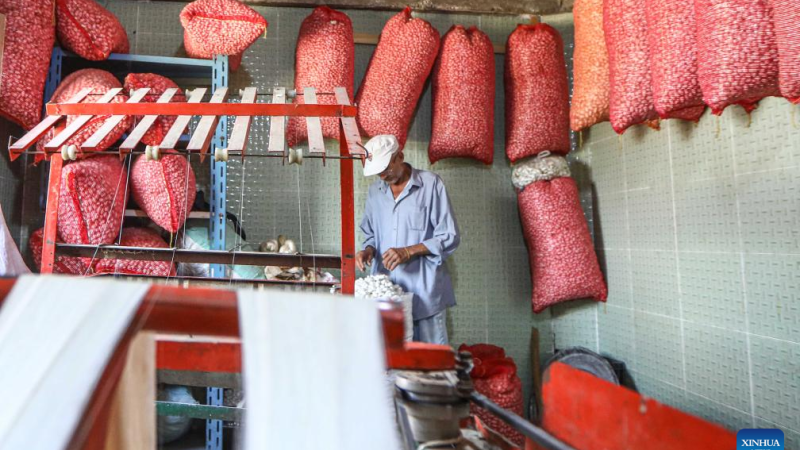 Criação de bichos-da-seda transforma vidas em vila rural no norte do Egito