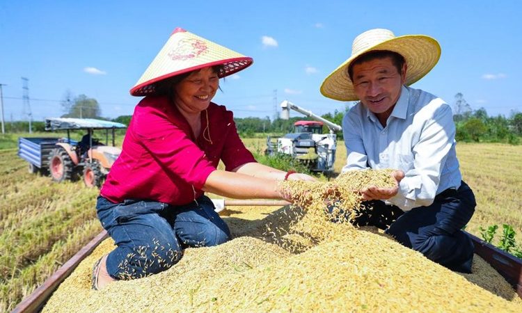 Vice-primeiro-ministro diz que a China está no caminho para colheita abundante de grãos