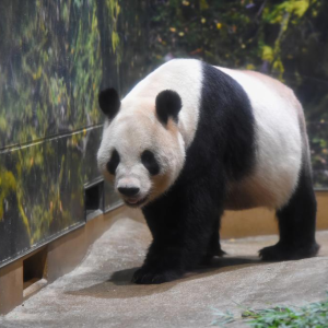 Adorado casal de pandas retorna à China após 13 anos em Tóquio