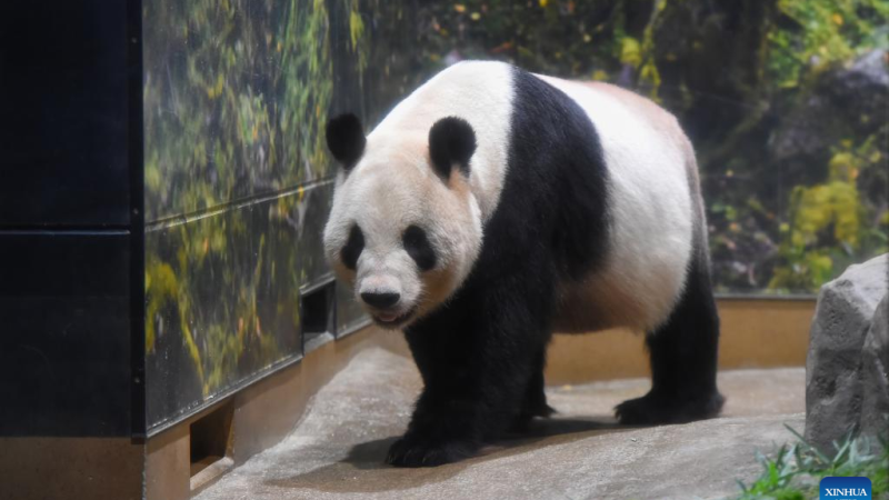 Adorado casal de pandas retorna à China após 13 anos em Tóquio