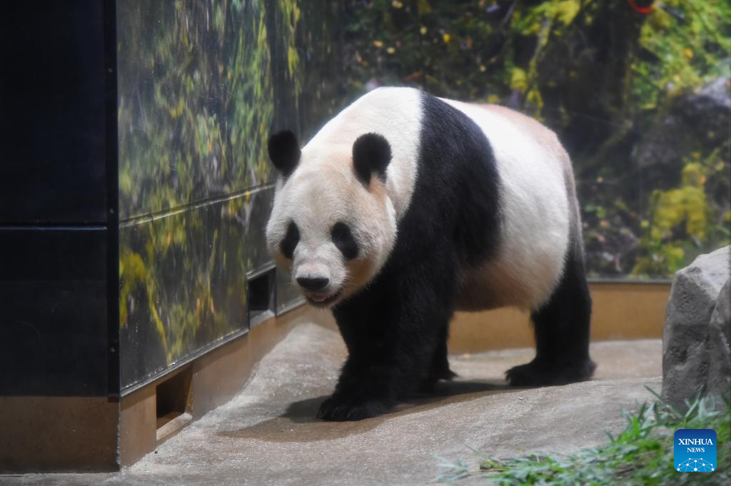 Adorado casal de pandas retorna à China após 13 anos em Tóquio