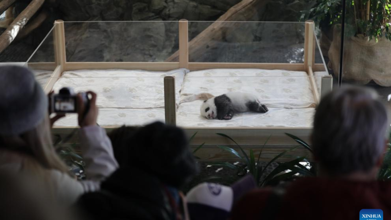 Destaque: Filhotes gêmeos de panda gêmeos recebem os primeiros visitantes em Berlim