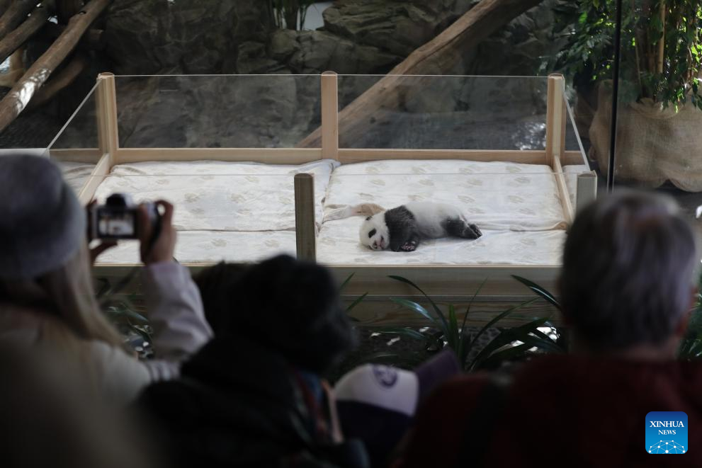 Destaque: Filhotes gêmeos de panda gêmeos recebem os primeiros visitantes em Berlim