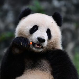 Destaque: Zoológico de Washington dá boas-vindas a novo casal de pandas da China