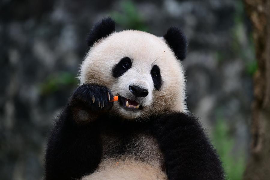 Destaque: Zoológico de Washington dá boas-vindas a novo casal de pandas da China