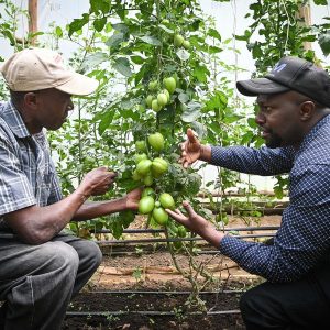 Tecnologia chinesa de enxerto de tomate amplia fluxos de receita para agricultores do Quênia