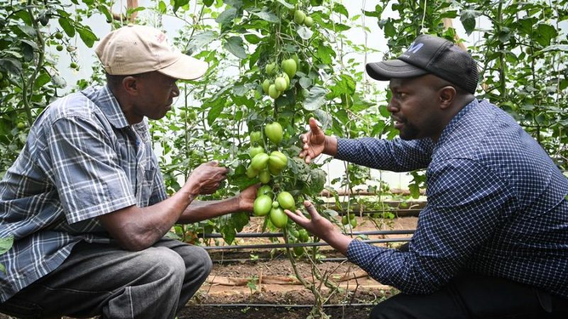 Tecnologia chinesa de enxerto de tomate amplia fluxos de receita para agricultores do Quênia