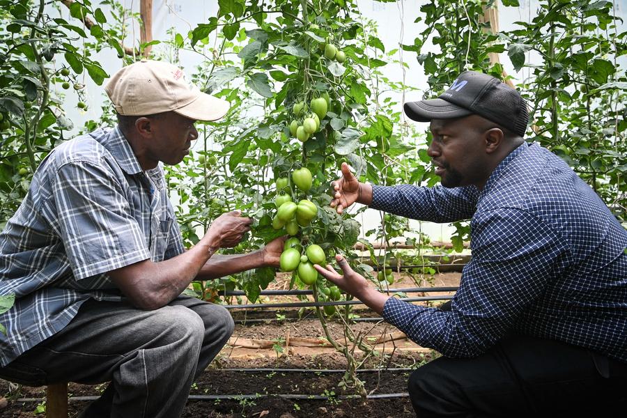 Tecnologia chinesa de enxerto de tomate amplia fluxos de receita para agricultores do Quênia