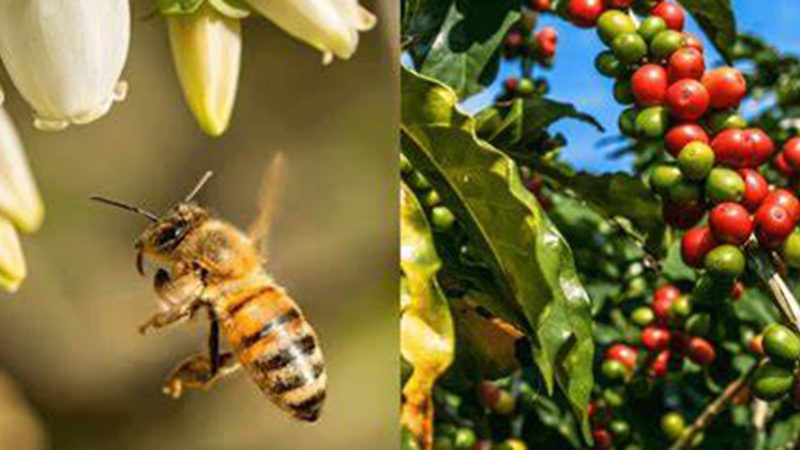 Inserção de abelhas em fazendas de café aumenta produtividade e qualidade, aponta estudo