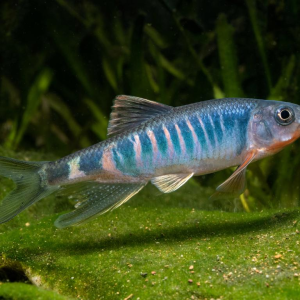 Descoberta nova espécie de peixe no leste da China