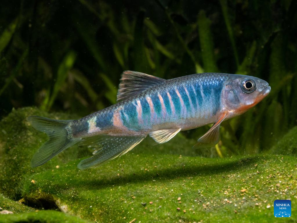 Descoberta nova espécie de peixe no leste da China