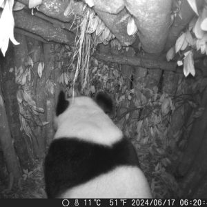 Panda gigante selvagem é visto em toca artificial no sudoeste da China