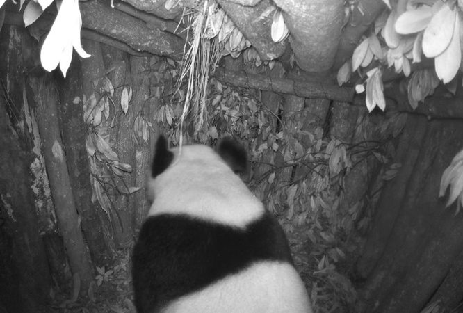 Panda gigante selvagem é visto em toca artificial no sudoeste da China