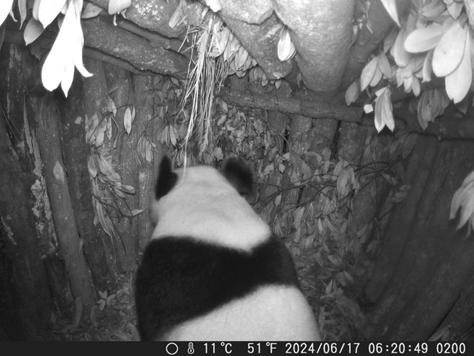 Panda gigante selvagem é visto em toca artificial no sudoeste da China