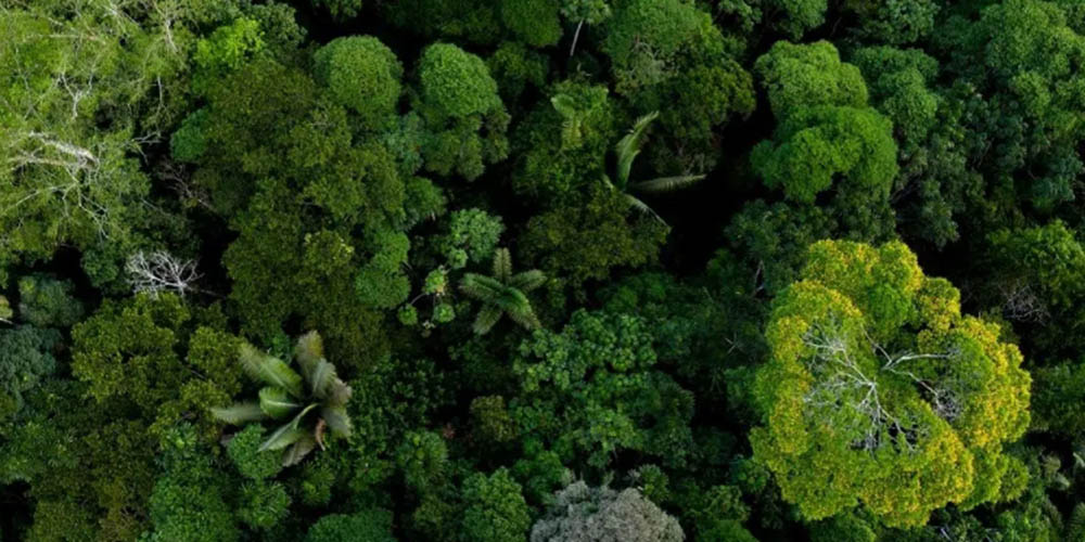 O Brasil reduziu em 55% o desmatamento na Mata Atlântica, segundo maior bioma tropical do país