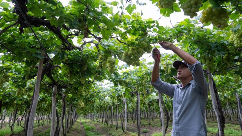 Uvas de mesa brasileiras entrando no mercado chinês em breve