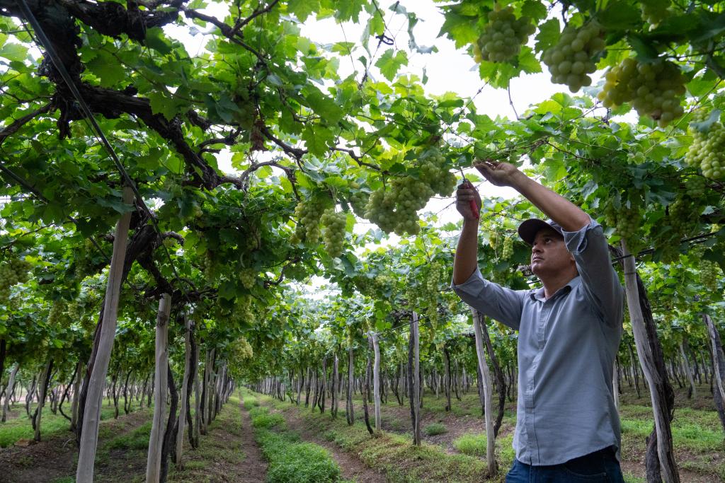 Uvas de mesa brasileiras entrando no mercado chinês em breve