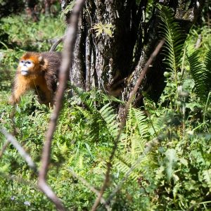 Empresas de energia chinesas pedem mais esforços de conservação da biodiversidade