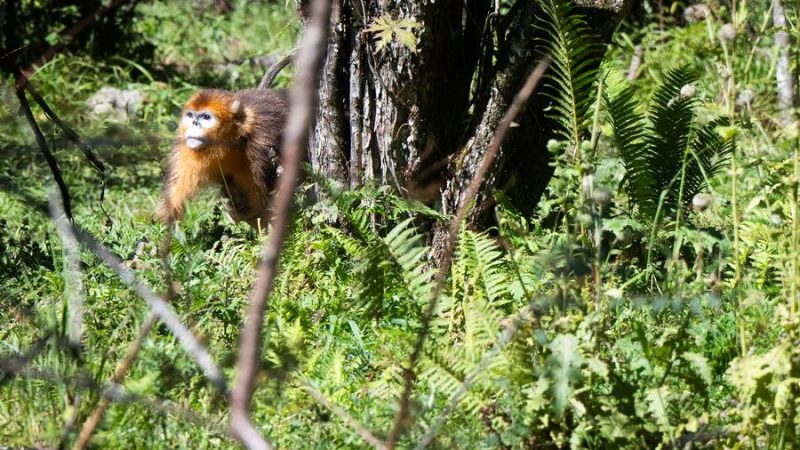 Empresas de energia chinesas pedem mais esforços de conservação da biodiversidade