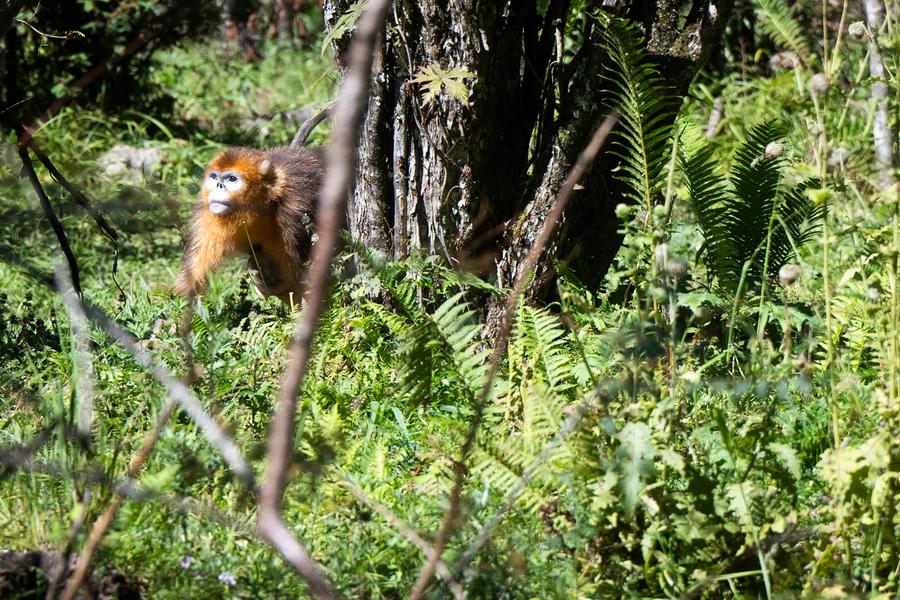 Empresas de energia chinesas pedem mais esforços de conservação da biodiversidade