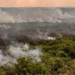 Brasil aprova planos de prevenção contra o desmatamento na Caatinga e Pantanal