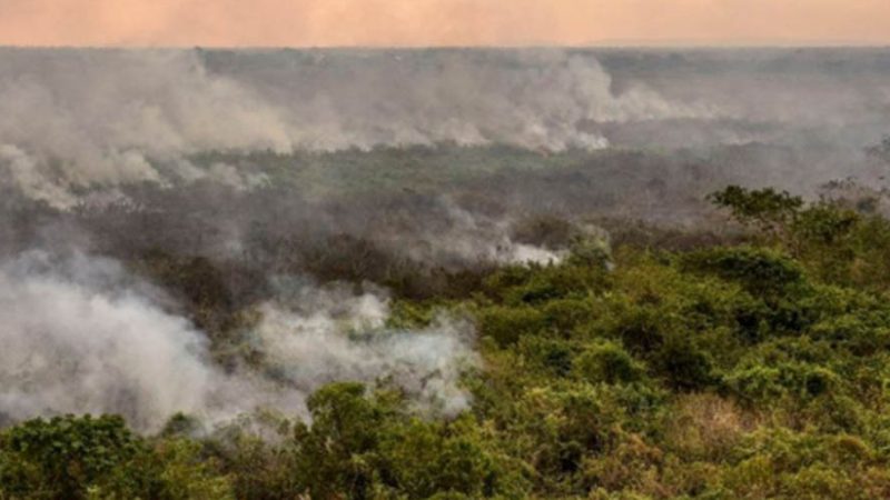 Brasil aprova planos de prevenção contra o desmatamento na Caatinga e Pantanal