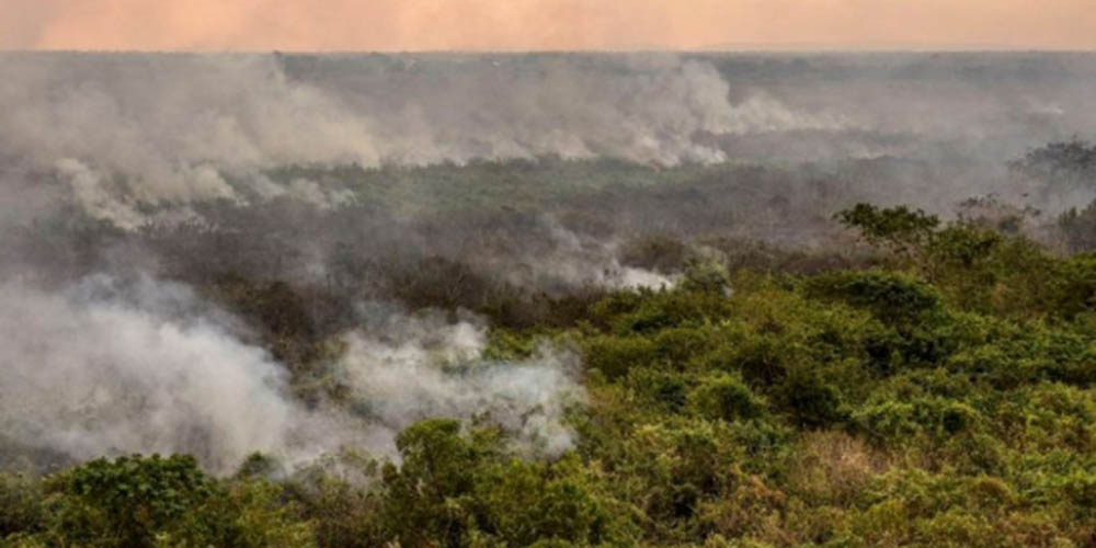 Brasil aprova planos de prevenção contra o desmatamento na Caatinga e Pantanal