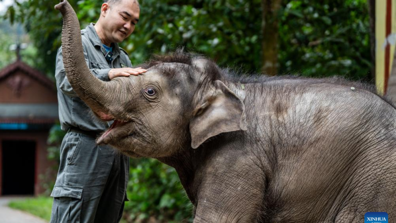 Recupera-se bem filhote de elefante selvagem resgatado no sudoeste da China