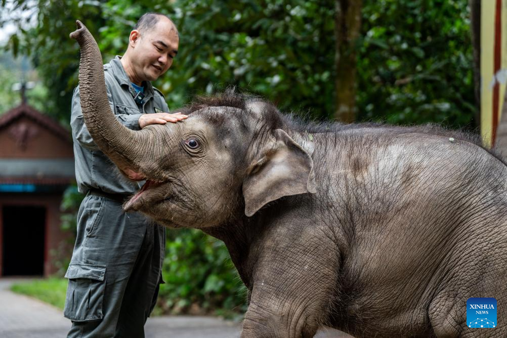 Recupera-se bem filhote de elefante selvagem resgatado no sudoeste da China