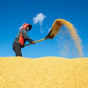 Qualidade do arroz chinês melhorado, segundo estudo