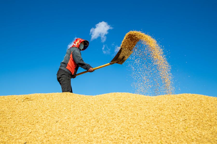 Qualidade do arroz chinês melhorado, segundo estudo