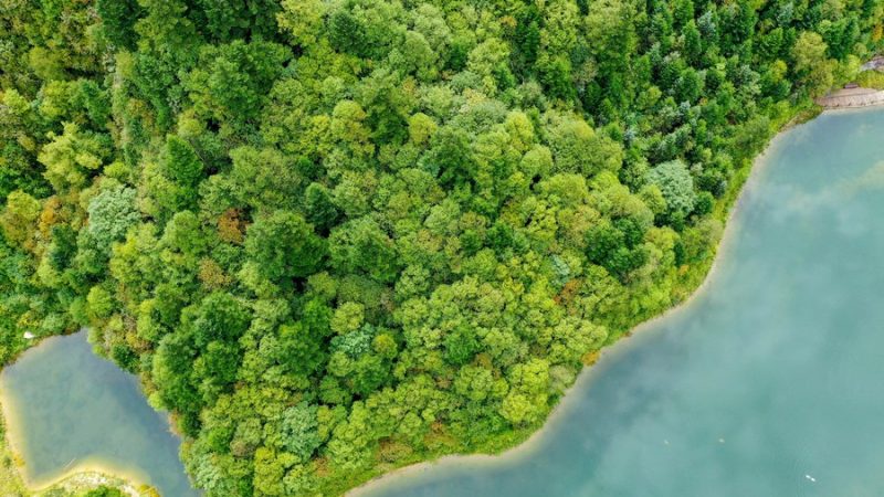 China é o maior contribuidor do crescimento da área verde do mundo de 2000 a 2017, diz livro branco