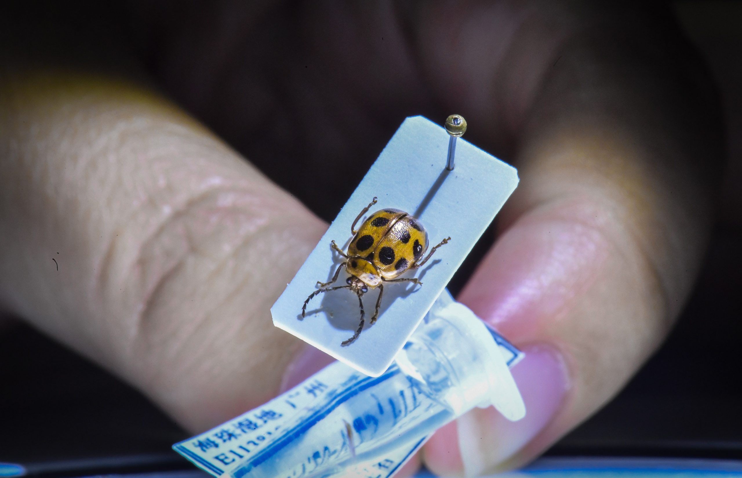 Nova espécie de inseto é descoberta no sul da China