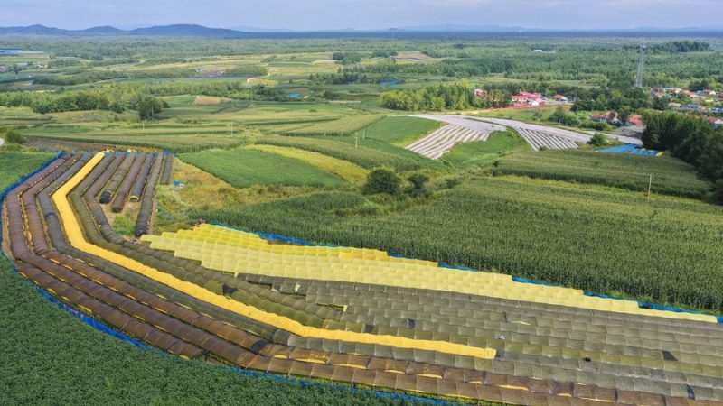 Província chinesa de Jilin acelera indústria de ginseng