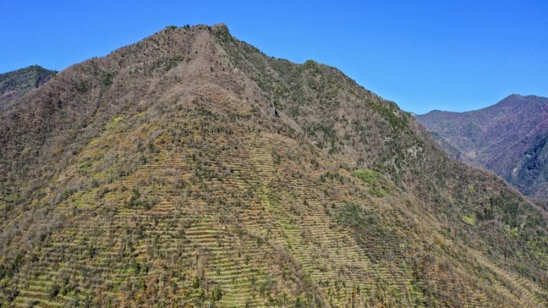 Banco chinês de fomento compromete empréstimos para floresta de reserva nacional