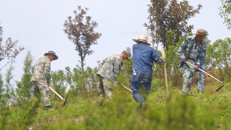 Nova plataforma estimula estilo de vida de baixo carbono em Liaoning, na China
