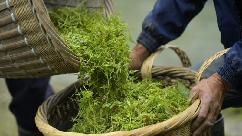 China faz progressos significativos na proteção das indicações geográficas