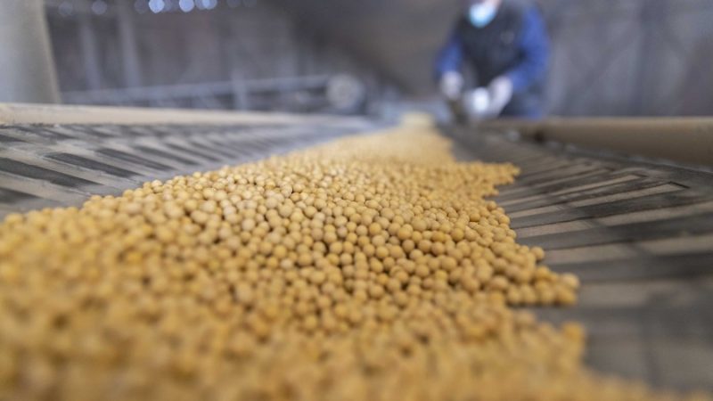 Maior província produtora de soja da China bate novos recordes