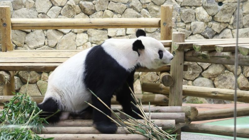 Panda gigante Eimei é nomeado enviado especial para amizade sino-japonesa