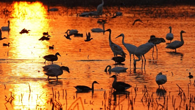 Ambiente ecológico da China melhora muito na última década, diz CAS