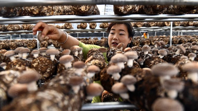 Exportações agrícolas da província chinesa de Shandong atingem recorde em 2022