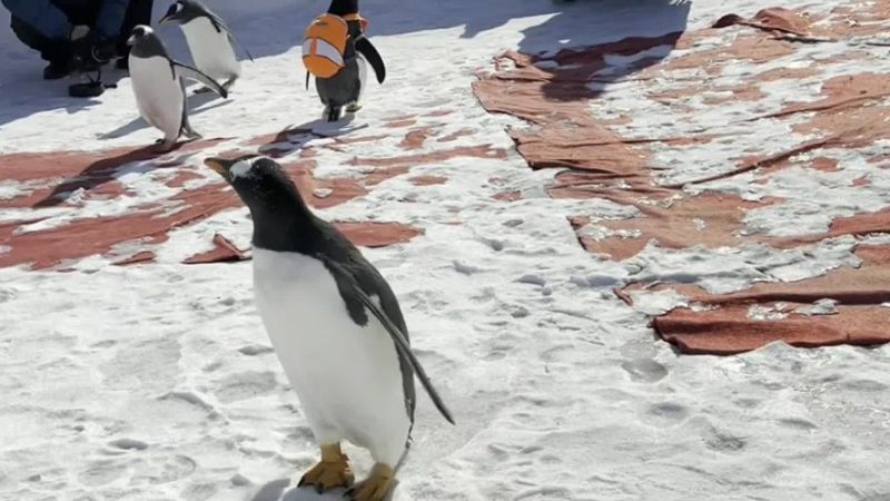 Pinguins dizem adeus a visitantes na “cidade de gelo” da China