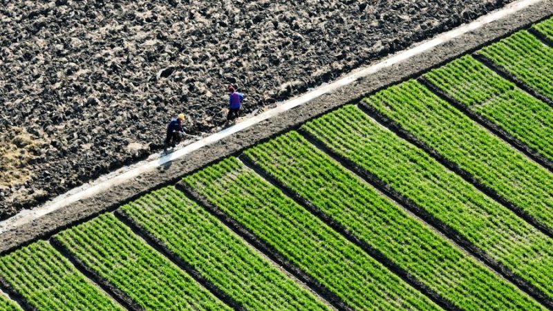 China importa materiais agrícolas de países do Cinturão e Rota