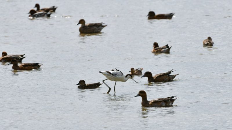 China inicia esforço nacional para proteger passagens de migração de aves