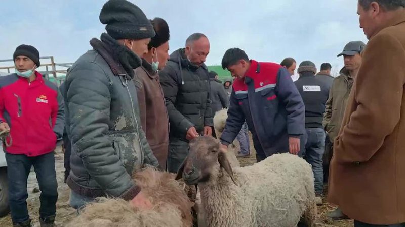 Norte de Xinjiang abre grande mercado pecuário