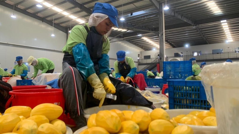 Destaque: Cambojanos obtêm melhor rendimento à medida que mais mangas entram no mercado chinês